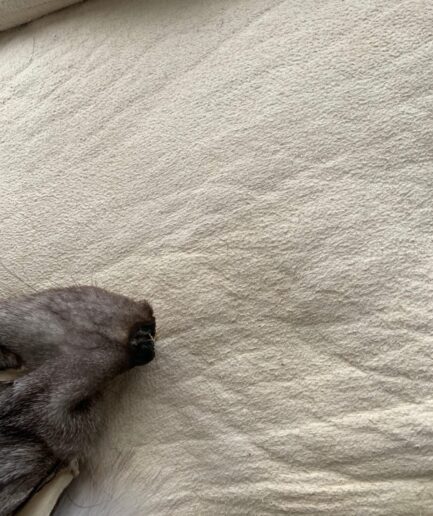 Genuine blue fox fur pelt, super supple and lavish as a fur stole or raw material for DIY crafts. Huge white fox fur skin , luxury fur gift.